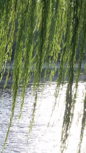 实拍黄昏什刹海风景4A景点31秒视频