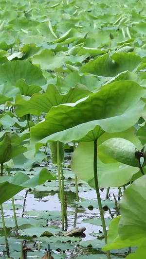 荷塘水生植物57秒视频