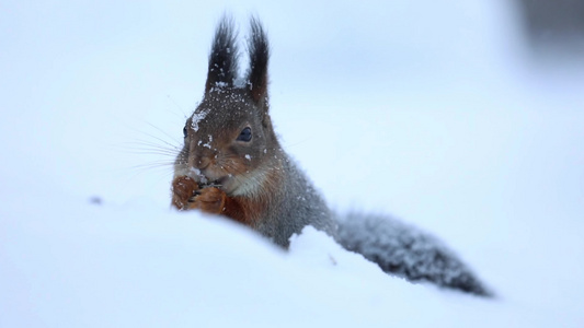 松鼠冬季森林大雪中觅食视频