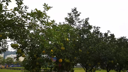 秋天成熟果实柚子 视频