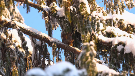 松鼠冬季大雪松树上摘松果觅食过冬视频