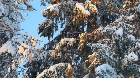 松鼠冬季大雪松树上摘松果觅食过冬视频