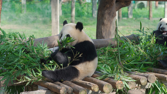 4k动物园熊猫吃竹子睡觉视频