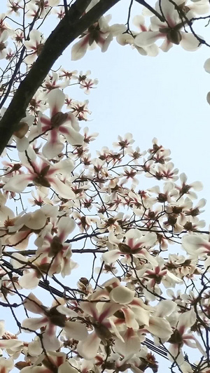 实拍满树迎春花春暖花开24秒视频