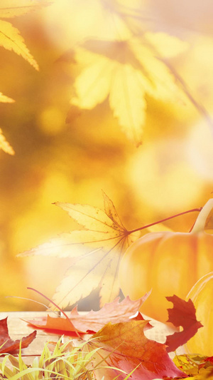 秋天秋景枫叶背景秋天来了20秒视频