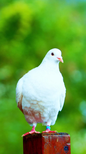 实拍唯美白色的鸽子视频素材世界和平日13秒视频
