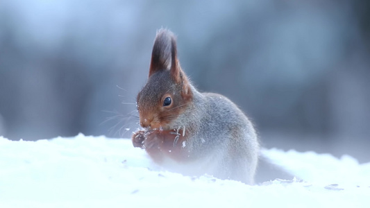 松鼠冬季森林大雪中觅食视频