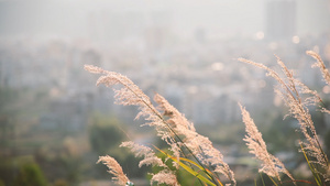 4k唯美空镜风中摇摆的芦苇草4k35秒视频