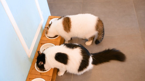 4k两只猫咪在进食13秒视频