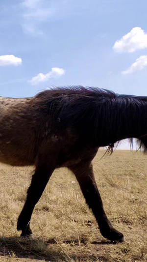 拍摄马群在鄂尔多斯大草原上悠闲的吃草春天的草原65秒视频