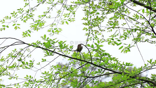 小鸟在枝头捕食的场景视频