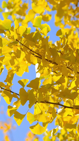 秋天金黄色的银杏叶秋天的颜色20秒视频