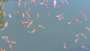 公园鱼塘水池景观鱼4k素材132秒视频