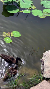 鸭群游泳雁形目视频