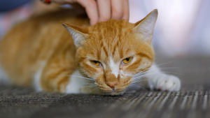 抚摸猫咪撸猫橘猫视频慢动作57秒视频