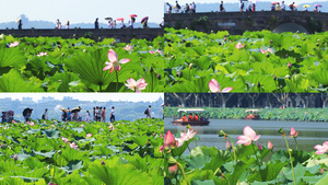 【旅游宣传片】4K浙江杭州西湖荷花合集51秒视频