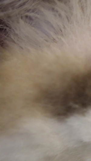 慢镜头升格拍摄素材微距宠物猫咪可爱动物慢动作88秒视频