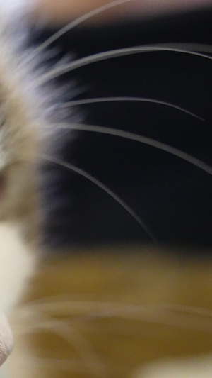 慢镜头升格拍摄素材微距宠物猫咪可爱动物猫咪素材88秒视频