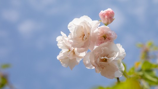 樱花素材视频