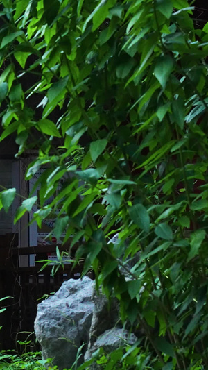 城市中式餐厅花园后院花草树木素材城市素材67秒视频