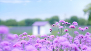 紫色花海小清新风景7秒视频