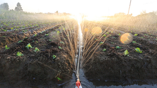农业喷淋灌溉蔬菜视频