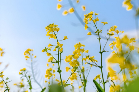 春天的油菜花视频