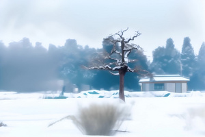 冬季雪中的美景7秒视频