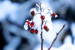 冬天冰雪中的山楂7秒视频