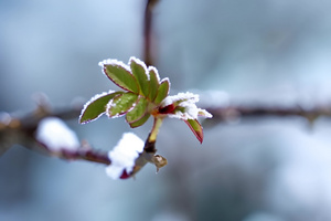 冬天冰雪中的植物7秒视频