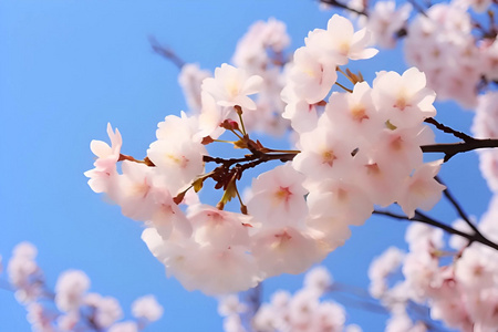 樱花盛开的春天视频