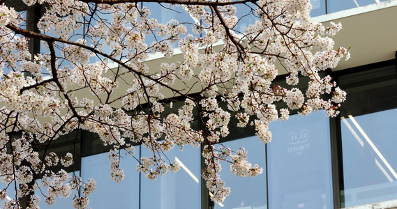春天现代建筑旁的樱花视频