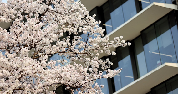 春天现代建筑旁的樱花视频