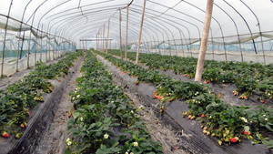 草莓种植基地15秒视频