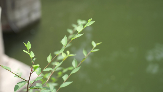 波纹波光粼粼的水面视频