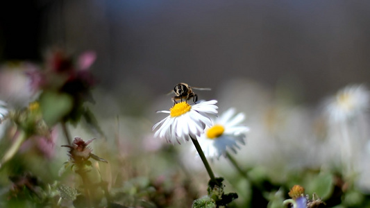 微距镜头的蜜蜂采花11111视频