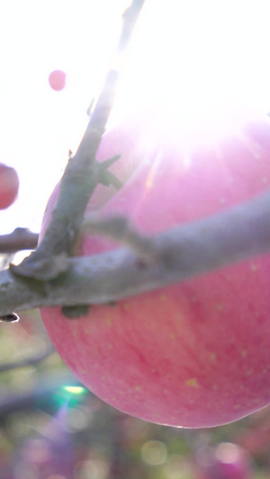 唯美阳光下红富士苹果实拍素材苹果树63秒视频