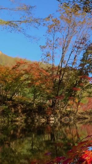 中国枫叶之都本溪关门山景区红叶视频合集旅游目的地65秒视频