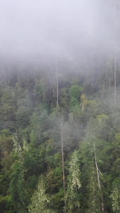 云雾中的原始森林航拍视频自然风光视频