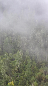云雾中的原始森林航拍视频自然风光视频