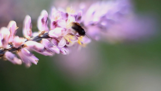 蜜蜂采花[采了]视频