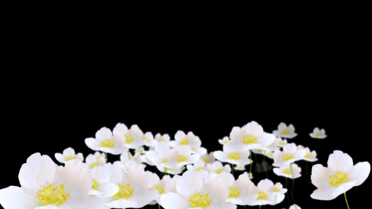 白色花朵动态背景视频