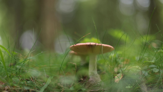 森林中野生蘑菇唯美特写视频