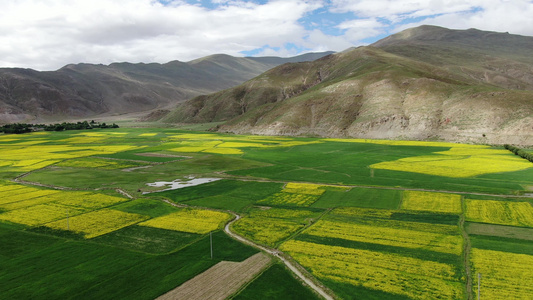 西藏日喀则地区油菜花盛开航拍视频视频