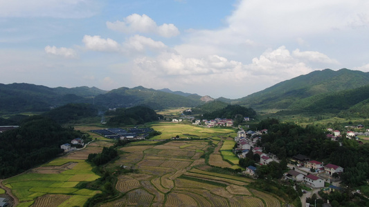 美丽乡村农业种植金黄稻田航拍视频视频