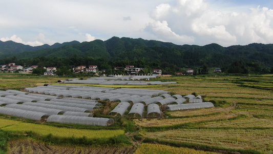 美丽乡村农业种植金黄稻田航拍视频视频