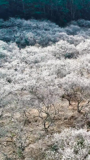 惠州梁化梅园航拍蔷薇科杏属植物23秒视频