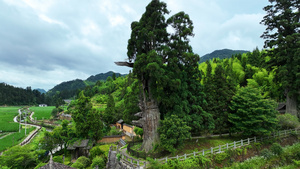 航拍浙江丽水重点文物单位千年古寺时思寺古杉树4k素材46秒视频