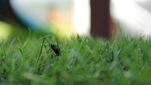 小虫子爬行微距镜头30秒视频