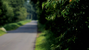 道路旁的草丛灌木15秒视频